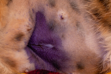 a scar on a cat's stomach after surgery as a background