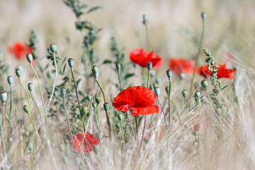 Corn Poppies growing in a field of barley with selective focus - papaver rhoeas.