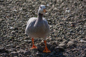 Bar-headed goose (Anser indicus) with bright orange feet and bill. Cute bird. Ireland