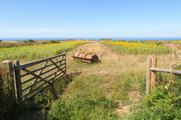 Field of beautiful yellow sunflowers with a summer blue sky background - Helianthus- helios.