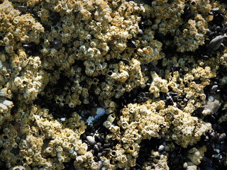 coral en la playa, las grutas