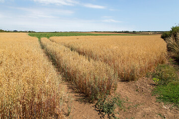 A crop of barley badly effected by a heat wave and drought during the summer months. The stalks are dry and brown and without rain the crop will fail - British farming.