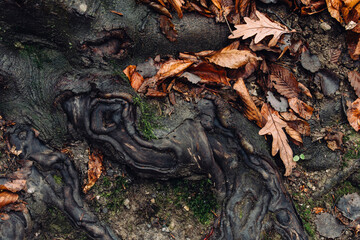 autumn leaves and tree roots abstract detail on forest ground