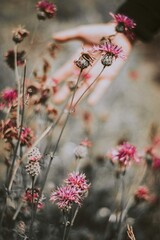 flowers in the field