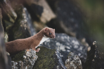 Weasel 