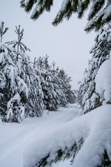 Snowy forest. Snow trees for festive decoration. New year's design. Festive mood. Nature art design poster. Christmas snow winter design. Beautiful natural landscape with forest. Natural scenery