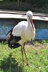 white stork ciconia