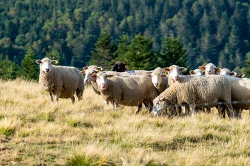 Fototapeta premium sheep farming in mountain pasture