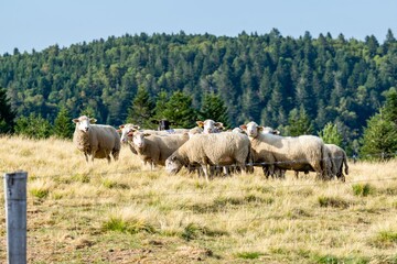sheep farming in mountain pasture