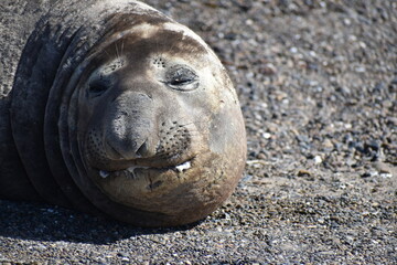 elephant seal