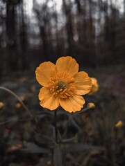 yellow flowers in the forest
