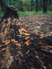 autumn in the forest