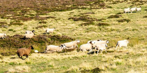 sheep farming in mountain pasture