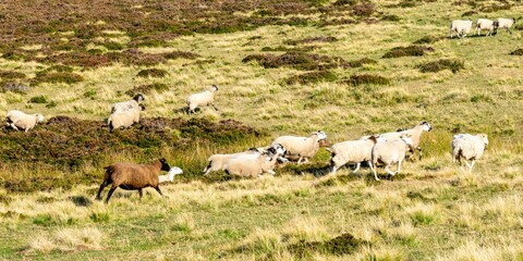 sheep farming in mountain pasture