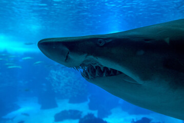 Fototapeta premium discovery of the city of Lisbon in Portugal. Romantic weekend in Europe. Oceanário of Lisboa