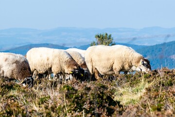 sheep farming in mountain pasture