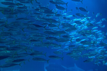 discovery of the city of Lisbon in Portugal. Romantic weekend in Europe. Oceanário of Lisboa