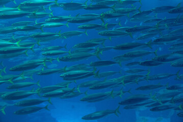 discovery of the city of Lisbon in Portugal. Romantic weekend in Europe. Oceanário of Lisboa