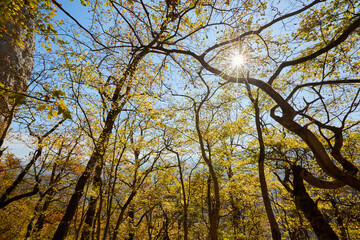 Naklejka premium A tree in the forest with yellow autumn leaves