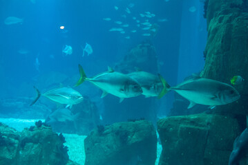 discovery of the city of Lisbon in Portugal. Romantic weekend in Europe. Oceanário of Lisboa