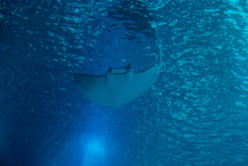 discovery of the city of Lisbon in Portugal. Romantic weekend in Europe. Oceanário of Lisboa