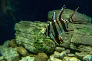 discovery of the city of Lisbon in Portugal. Romantic weekend in Europe. Oceanário of Lisboa