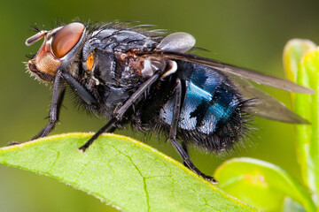 Fly close up, insect macro. Bluebottle on green leaf. On the hair is visible pollen grains. Photo taken with professional macro lens, full of details.