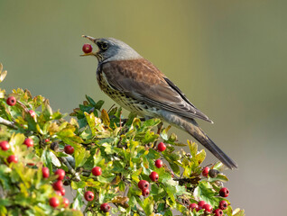 Fieldfare (Turdus pilaris).