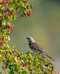 Fieldfare (Turdus pilaris)
