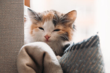 Cute red-white-black kitten sits near the window with soft blankets. High quality photo. Copyspace