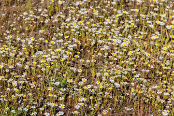 White chamomile flowers on a meadow at spring