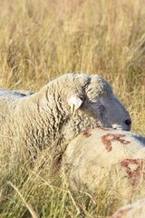 Obraz premium sheep farming in mountain pasture