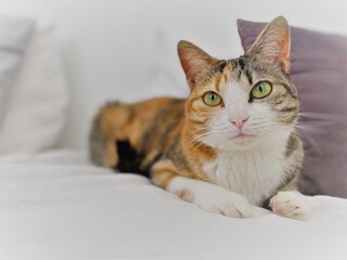 Portrait of a cat on a white bed