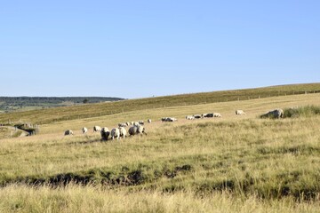 Fototapeta na wymiar sheep farming in mountain pasture