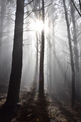Mystical foggy forest in Tenerife, Spain. Sunlight falls into misty forest.