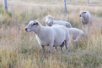 sheep farming in mountain pasture