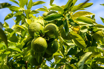 Orange tree with green fruits