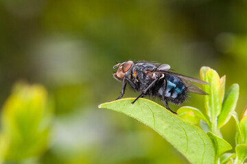 Fly close up, insect macro. Bluebottle on green leaf. On the hair is visible pollen grains. Photo taken with professional macro lens, full of details.