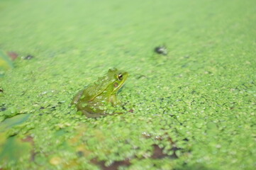 frog on a leaf