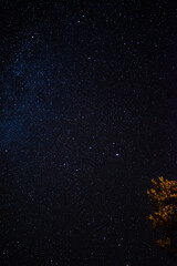 Starry sky with trees in the foreground. Night sky with stars and milky way.