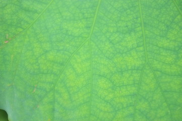 Fototapeta na wymiar green leaf texture louts leaf