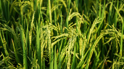 Fototapeta na wymiar Close up of green rice in the morning