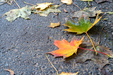 Wunderschöne Spitz-Ahorn Blätter in herbstlichen Farben auf nassem Asphalt