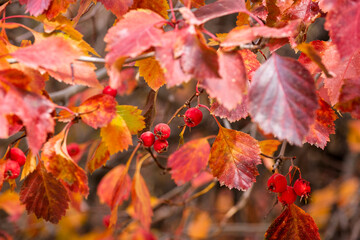 red autumn leaves