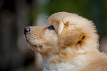 Yellow mixed-breed puppy side profile