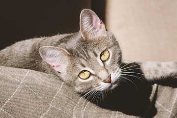 A beautiful striped gray cat with yellow eyes. A domestic cat lies on the couch under a beige plaid. The cat in the home interior. Image for veterinary clinics, sites about cats.