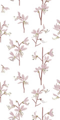 Fraxinella. Pink garden flowers with red veins. Botanical illustration. Floral design. Tall flowering plants.