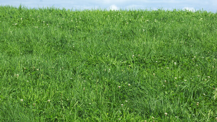 green grass background