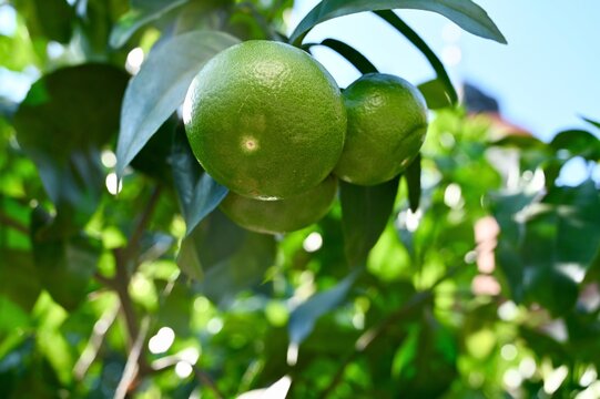 Green mandarines on tree close up in the Botanical garden.