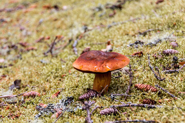 mushroom in the moss